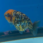 Thai Ranchu Gold Calico 2.5in Female (FEB-706)R3B18