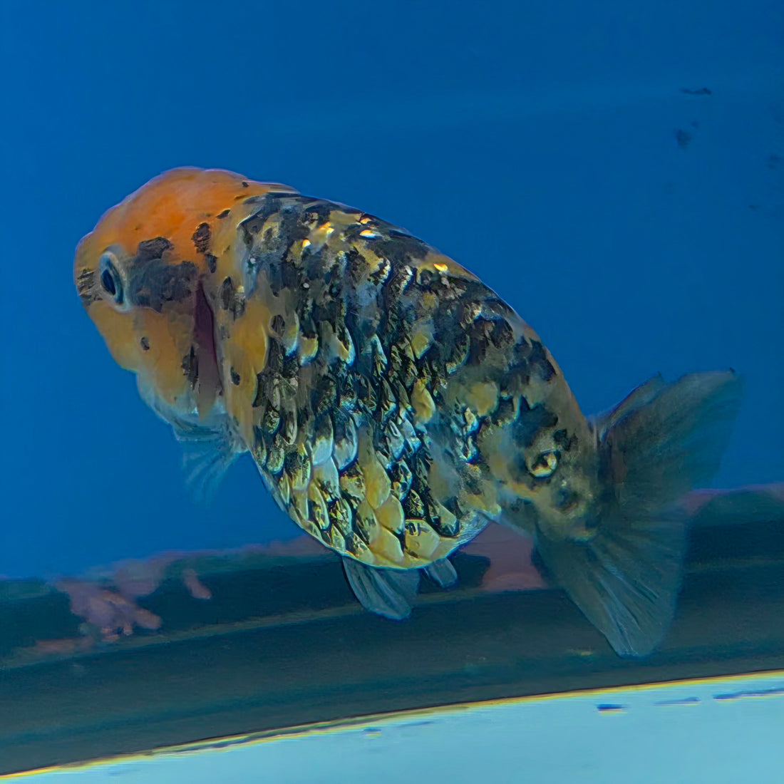 Thai Ranchu Gold Calico 2.5in Female (FEB-706)R3B18