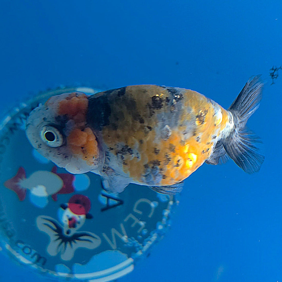 Thai Ranchu Gold Calico 2.5in Female (FEB-702)R3B13