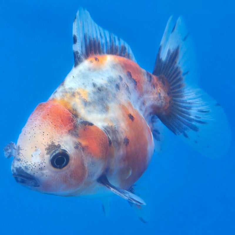 Thai Shogun Calico Oranda 2.5" Body Male A+ Grade(CK-610)R3B01