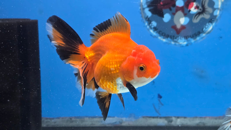 Thai Apache Oranda Orchid Tail 2.50 inch Body Female Medium Breed (NNN-3027)R3B22