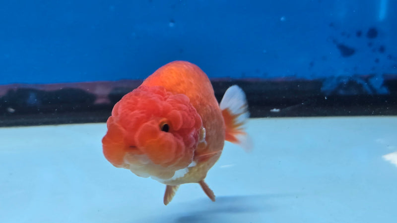 Thai Red/White Lionchu Ranchu 2.75 inch Body Male (NNN-2085)R4C08