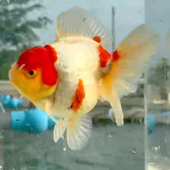 Thai Jumbo Red/White Oranda Orchid Tail 5.00 inch Body (QGF-JO1187)