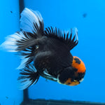 Thai Oranda Red Cap PomPom Color 3.5 in Body Male (FEB-533)R3A03