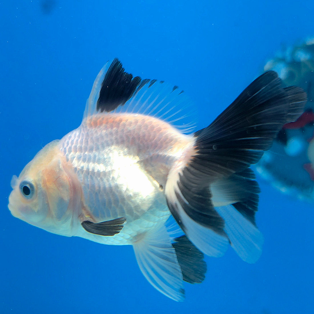 Thai Oranda Lemonhead Panda 2.5” Male(FEB-635)R3B15
