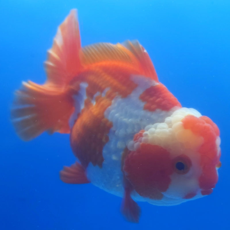 Thai Jumbo Oranda Red & White 5in Female (FEB-228)BLUETUB2