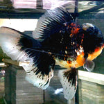 Live Goldfish for Sale Oranda Calico Kirin Medium Breed (CGF-049) Juvenile Our Choice