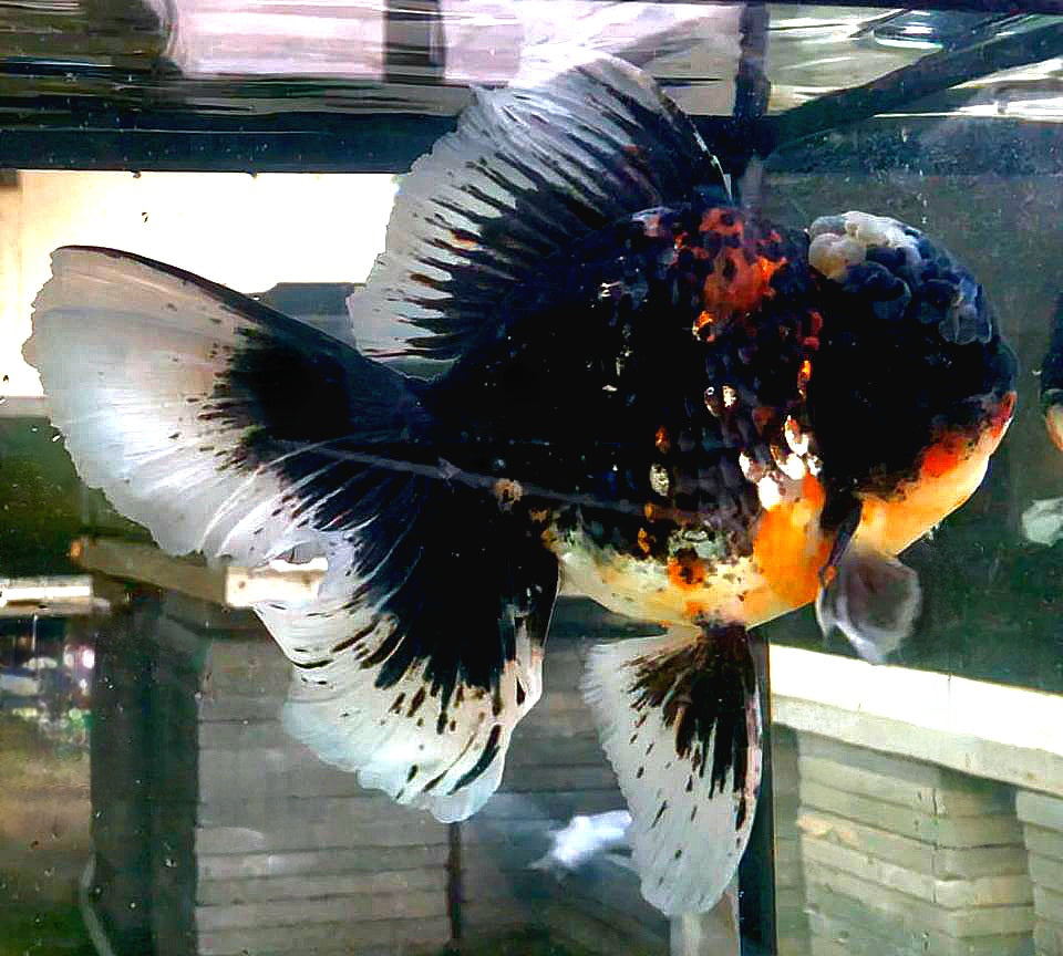 Fancy Goldfish for Sale | Thai Oranda | Buy Goldfish Online — Coast Gem USA, image size:960x864