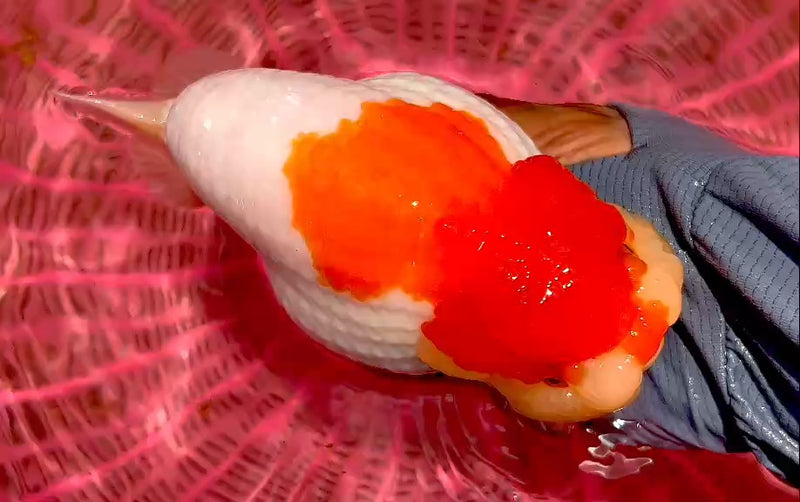 Thai Super Jumbo Red/White Ranchu 5.50 inch Body (QGF-JO1186)