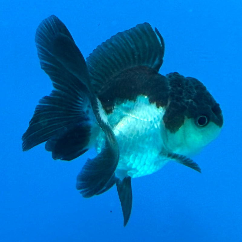 Thai Oranda Panda 2.5in Female (FEB-439)R3B19