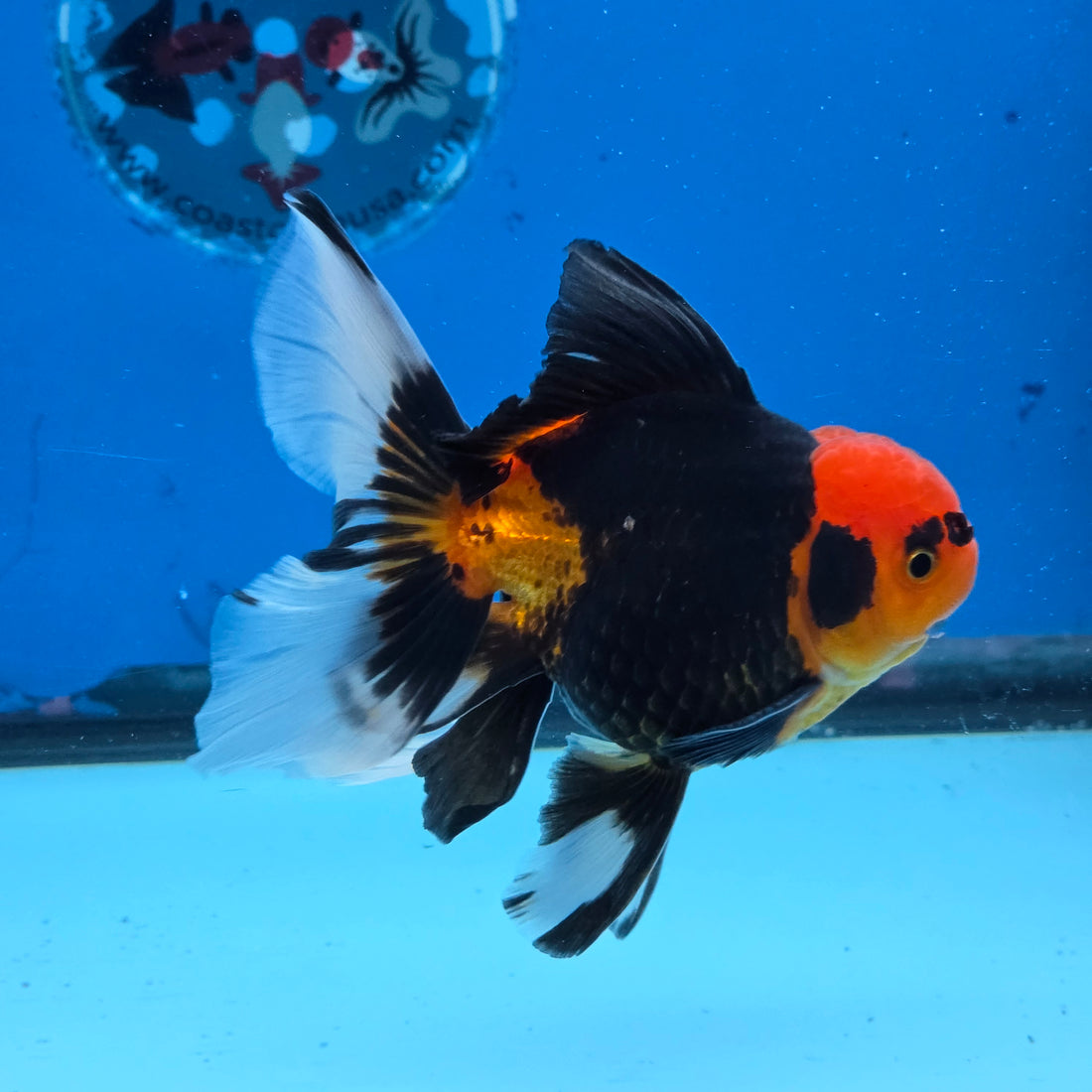 Thai Oranda Apache Butterfly Tail 3.5 in Male (FEB-517)R3A08