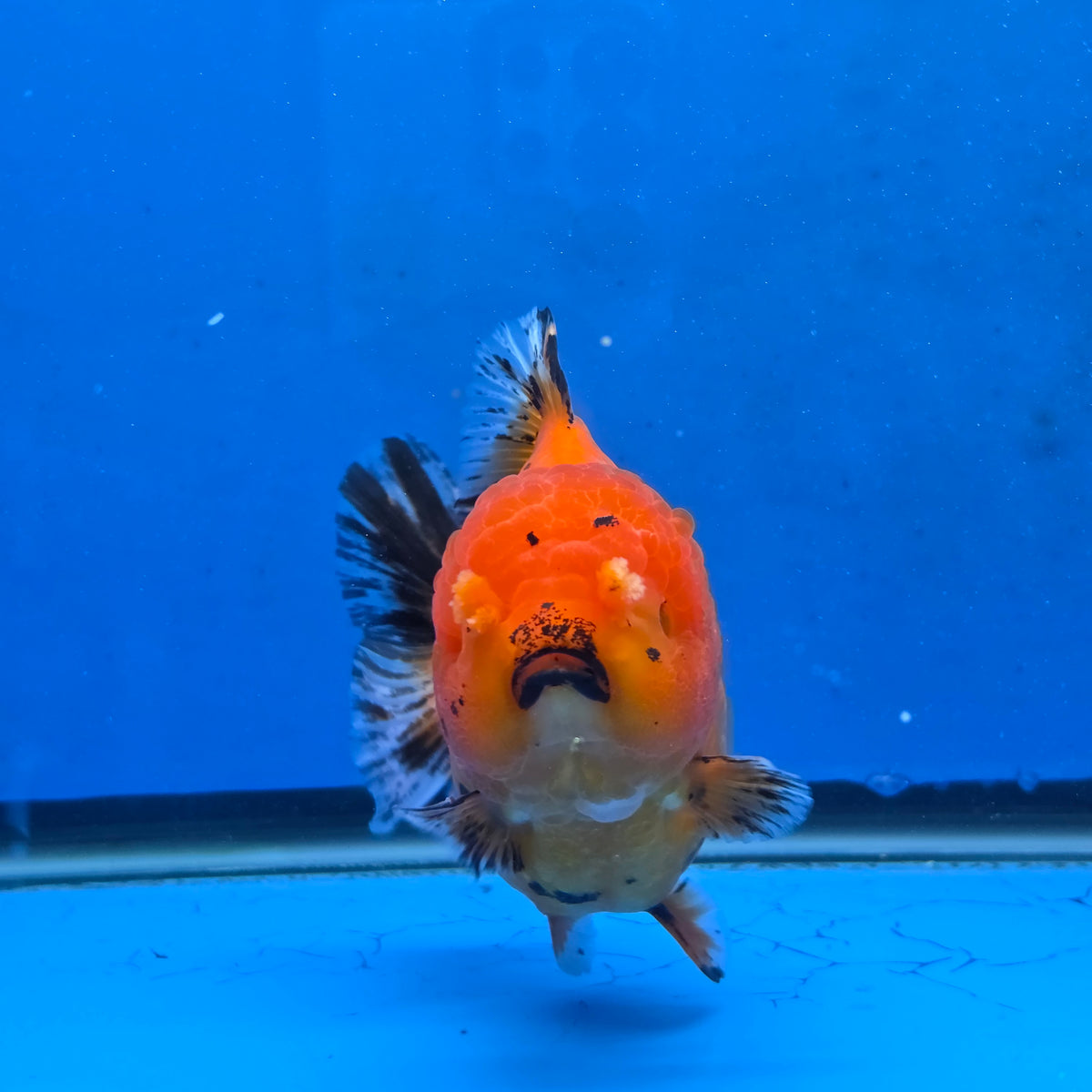 Thai Oranda Red Tiger Sakura Godzilla 5.5 inch Orchid Tail Body Female (G-FEB-106)BlueTubB