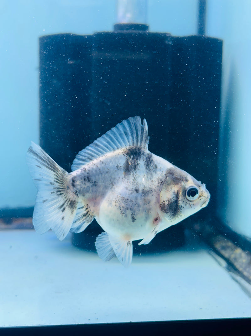 Thai Giant Breed Calico Yuanbao Oranda 2.25 inch Body (KP-225)R4C01