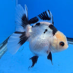 Thai Oranda Lemon Head Panda Jumbo Breed 2.8" Body Female 6mths(FEB-540)R3B21