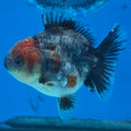 Thai Oranda Red Cap Blue Kirin Shogun Farm 2.5" Body Female 6mths(FEB-584)R3B02