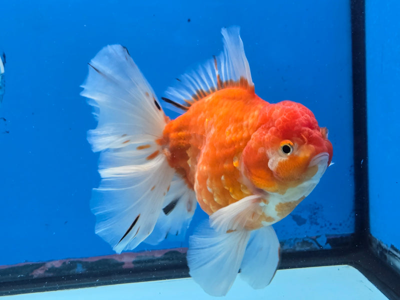 Thai Premium Jumbo Sakura Calico Orchid Tail 4.50 inch Body Oranda Male (QGF-JO1040)