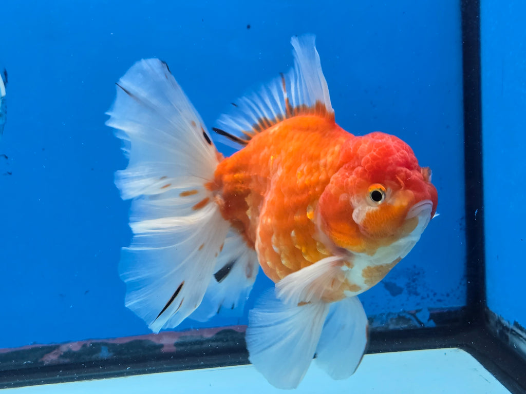 Live Thai Fancy Goldfish for Sale. Best Quality and Selection — Coast Gem  USA, image size:1024x768