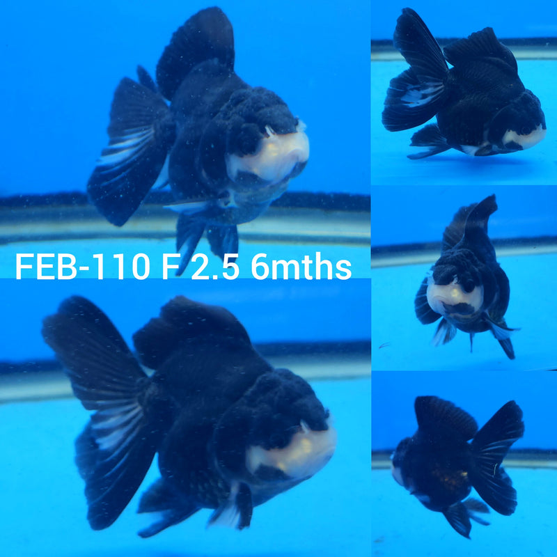 Thai Panda Oranda 2.5” Body Female (FEB-110)R3B15
