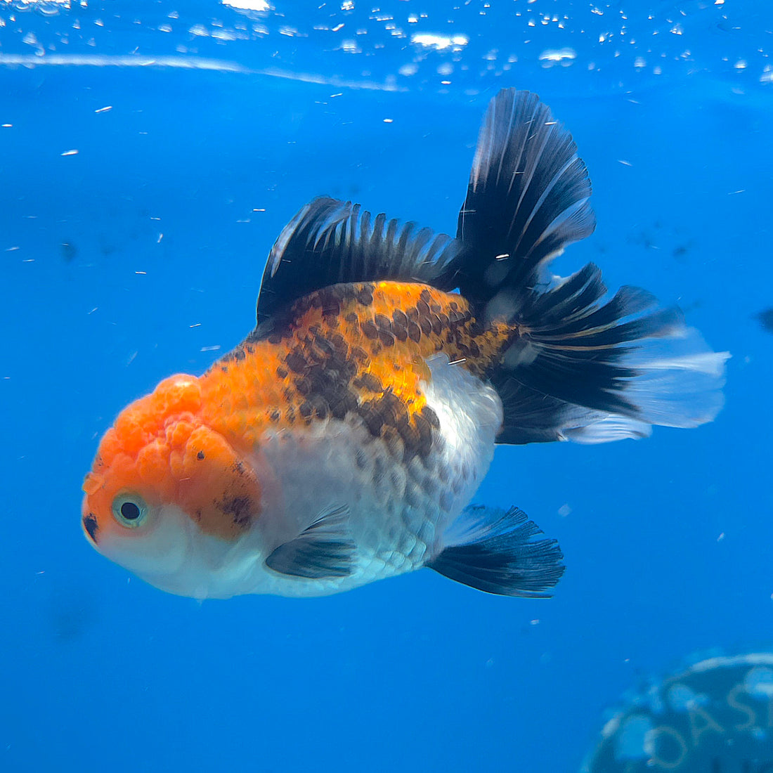 Thai Oranda Tiger 2.5” Female(FEB-676)R3B01
