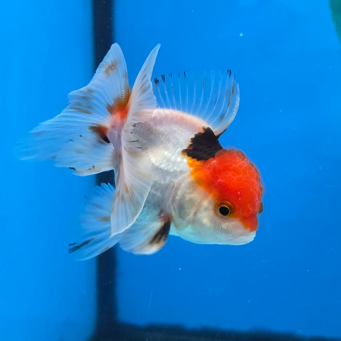 Thai Oranda Red Cap Panda Short body breed 2.5" Body male 6mths(FEB-562)R3B22