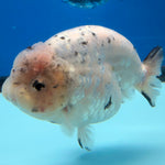Thai White Granite Ranchu 4” Body Female(FEB-391) SHOWTANKB