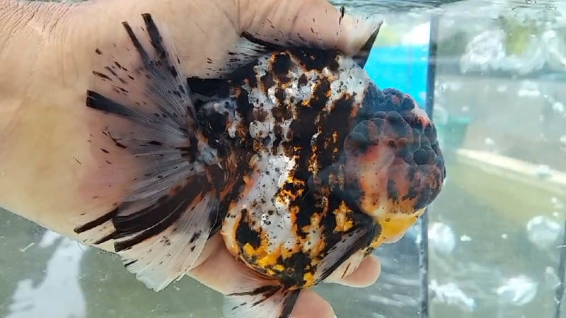 Thai Jumbo Calico Orchid Tail Oranda by NK THAILAND 5.00 inch Body (NKT-JO2031)