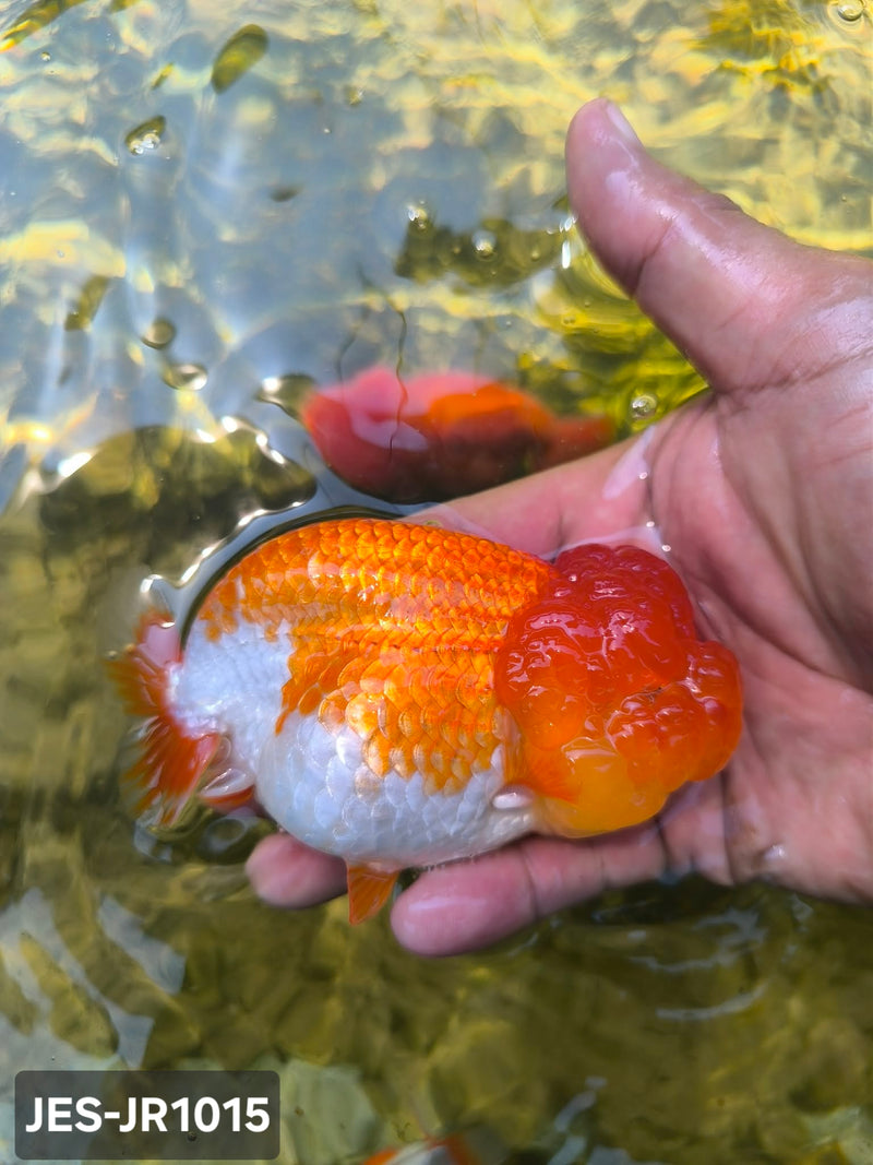 Thai Dragon Head Ranchu Red & White 4.00 inch Body (JES-JR1015)