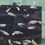 Blue Emperor Tetra (Inpaichthys kerri)