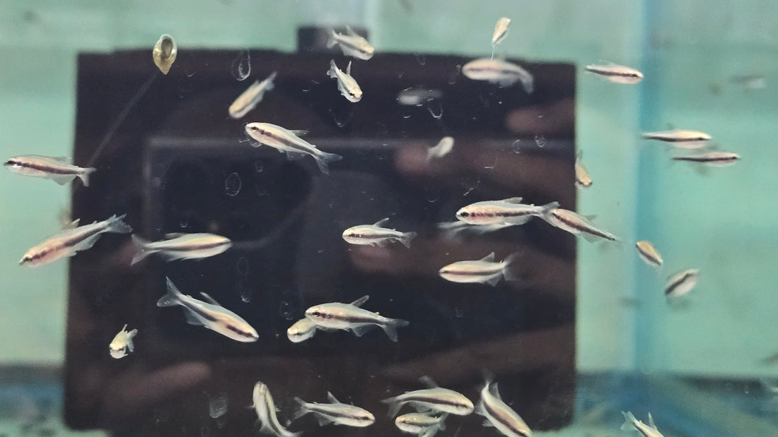 Blue Emperor Tetra (Inpaichthys kerri)