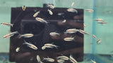 Blue Emperor Tetra (Inpaichthys kerri)