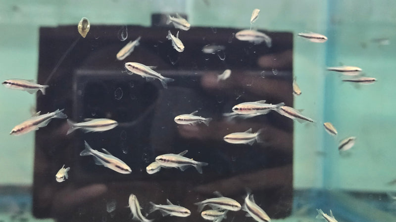 Blue Emperor Tetra (Inpaichthys kerri)
