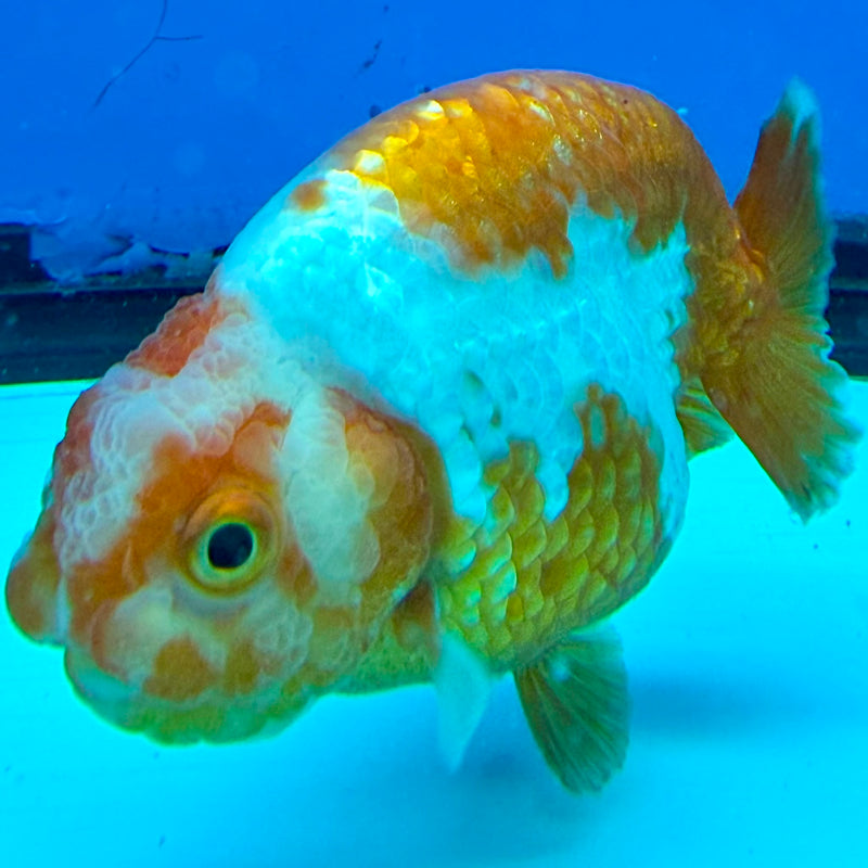 Thai Ranchu Red & White Platinum 4in Female (FEB-443)BLUETUBA