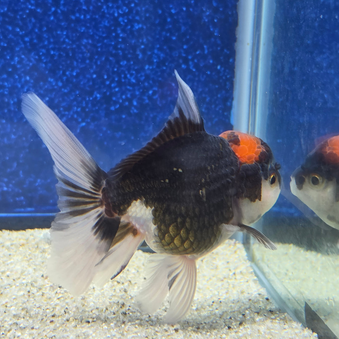 Thai Oranda Red Cap Panda 2.5"male(FEB-656)R3B21