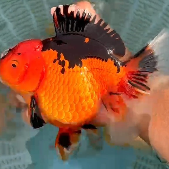 Thai Jumbo Apache Oranda Orchid Tail 4.50 inch Body (QGF-JO1164)