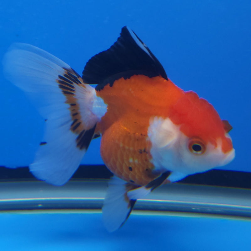 Thai Oranda Tri-Color 3in Female (FEB-205)R3B06