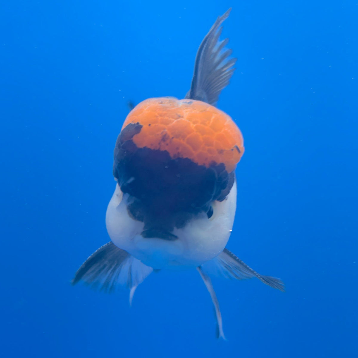 Thai Oranda Red Cap Panda 3.5" Body Male (FEB-751)R2B07