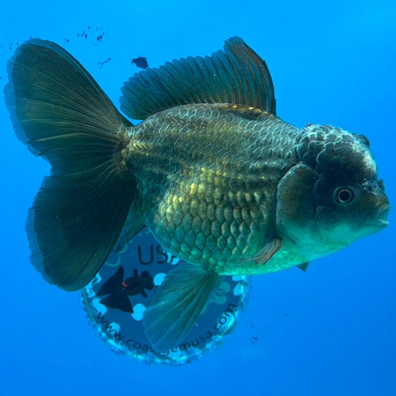 Thai Oranda Green Silver 4.5in Female (FEB-430)R2B05