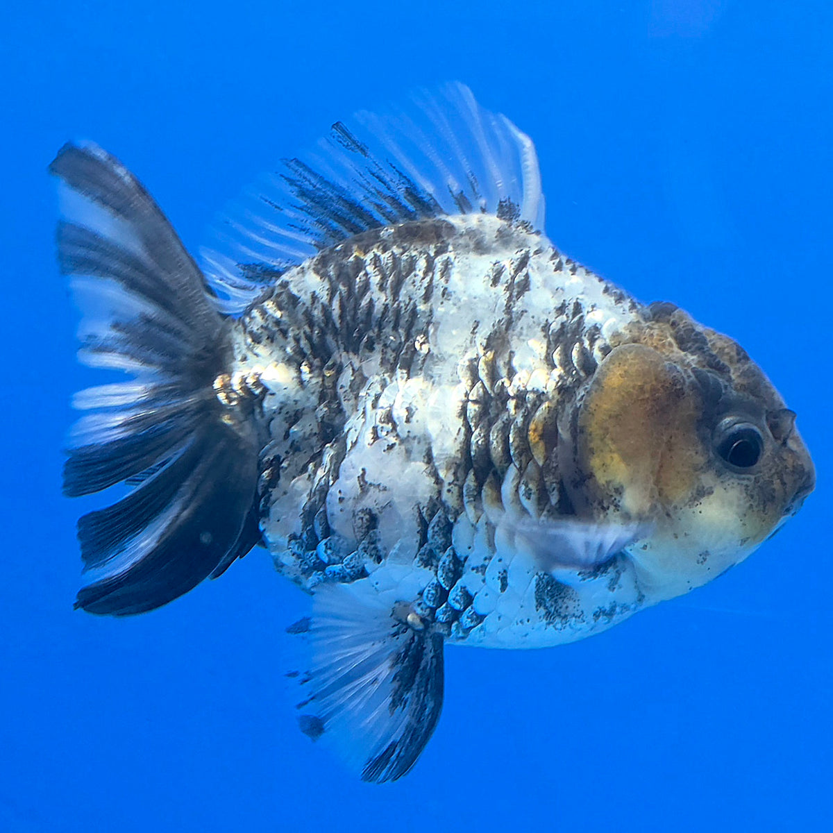 Thai Oranda Granite 3.25” Female(FEB-894)R2B07