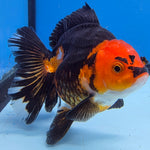 Thai Oranda Jumbo Breed Apache 3.5" Body Female (FEB-607)