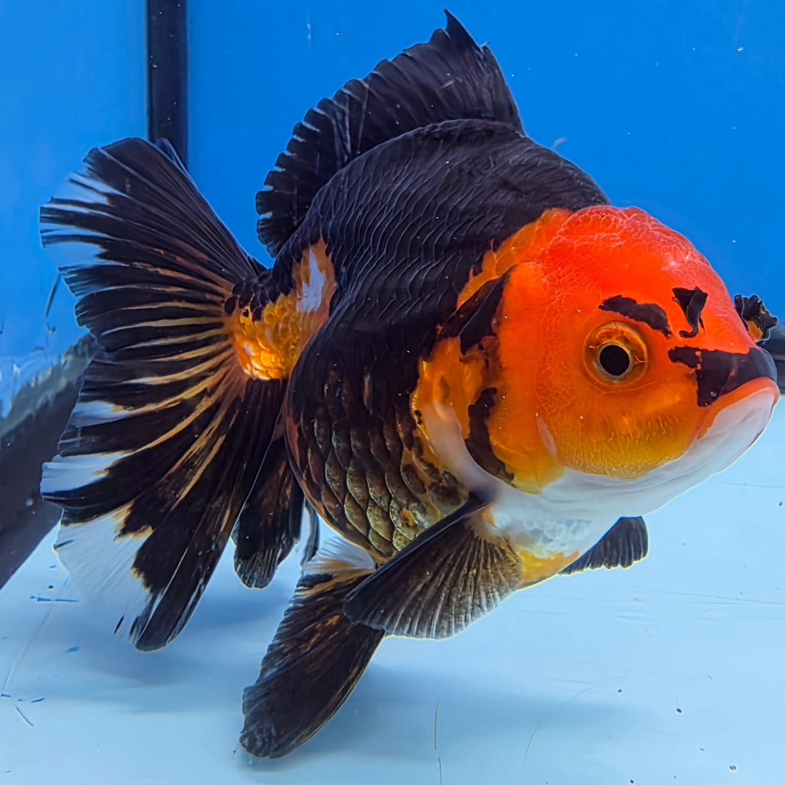 Thai Oranda Jumbo Breed Apache 3.5" Body Female (FEB-607)
