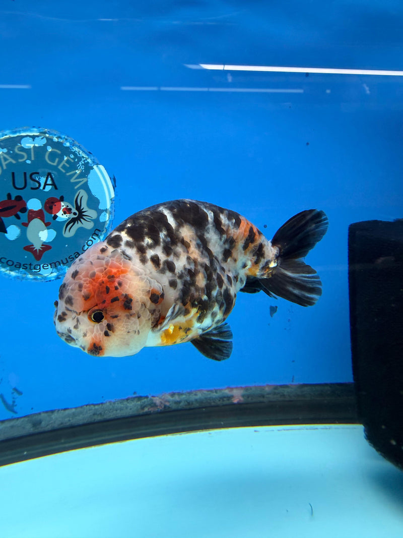 Chinese Ranchu Calico Cow 4in Male (FEB-280)BLUETUBC