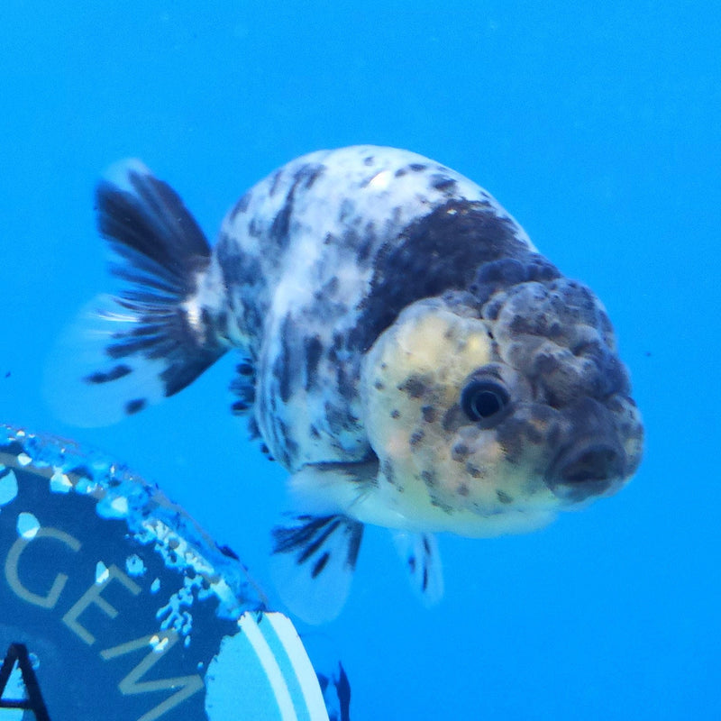 Thai Ranchu Granite 2.5in Female (FEB-337)R3A14