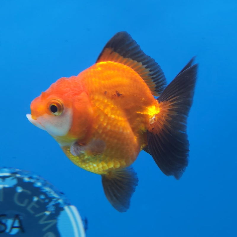 Thai Oranda Apache 2.5” Male (FEB-245)R3B04