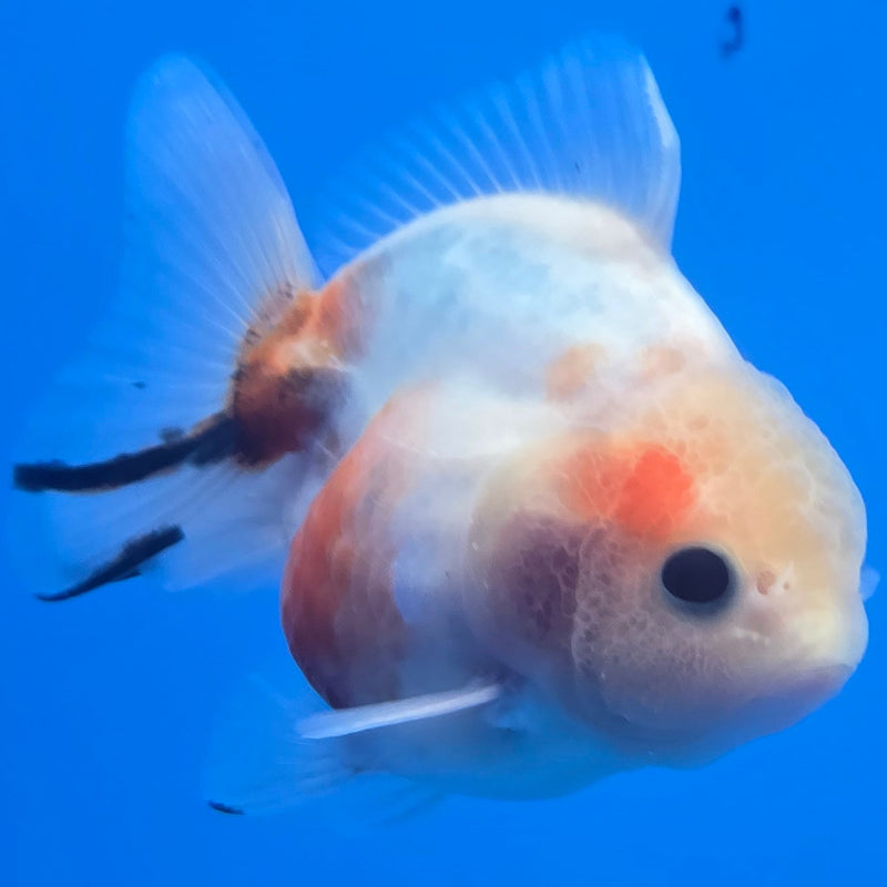 Thai Shogun Calico Oranda 2.5" Body Male A+ Grade(CK-609)R3A03