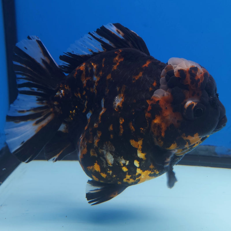 Thai Jumbo Black Tiger Orchid Tail Oranda by NK THAILAND 5.00 inch Body (NKT-FEB-372)