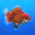 Thai Jumbo Oranda Red & White 4.5in Female (FEB-242)R2A13