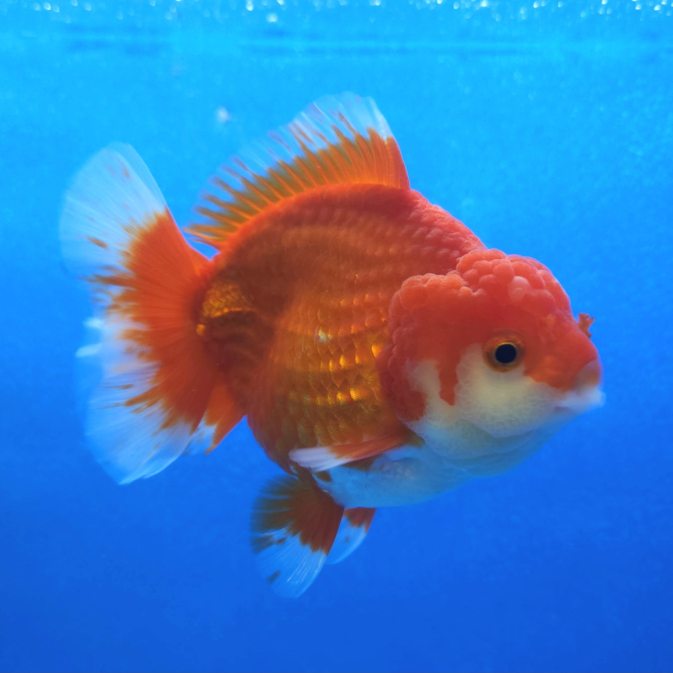 Small Goldfish - What you See is What You Get