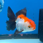 Thai Oranda Tri-Color Sakura 2.5” Male(FEB-634)R3B15