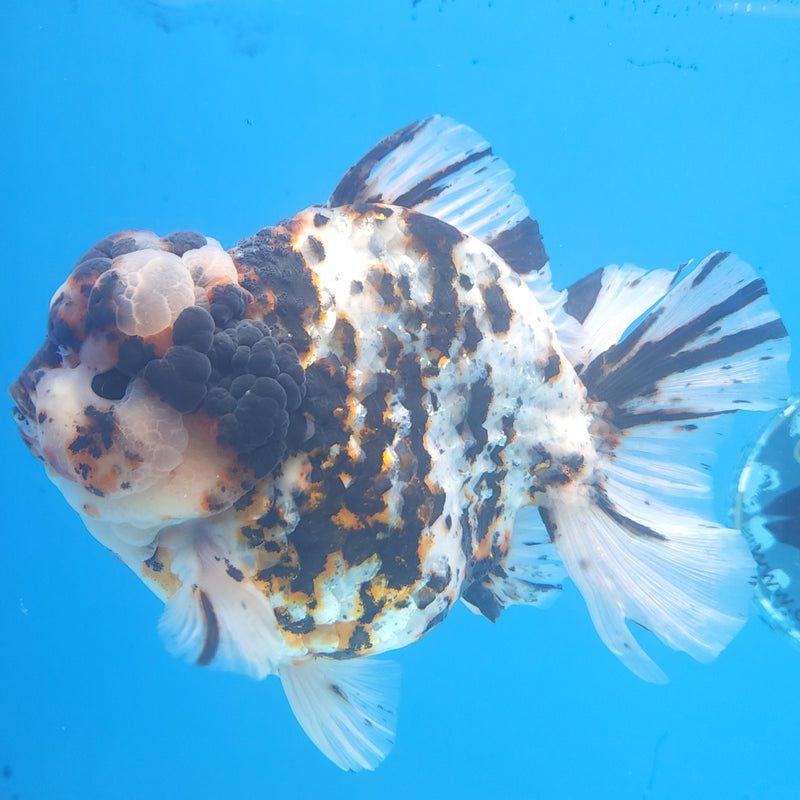 Thai Jumbo White Tiger Orchid Tail Oranda by NK THAILAND 5.00 inch Body (NKT-FEB-376)