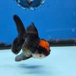 Thai Oranda Red Cap Black 3.5” Female(FEB-728)R1B07
